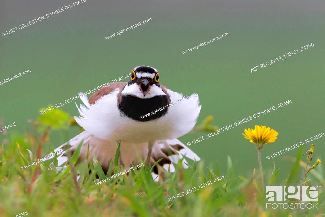 Stock Photo: Adult Little Ringed Plover, Little Ringed Plover, Charadrius dubius.