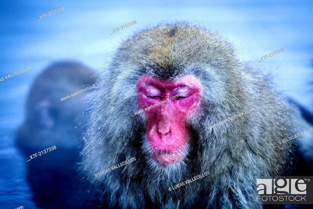 Stock Photo: Monkeys in a natural onsen (hot spring), located in Jigokudani Monkey Park, Nagono prefecture, Japan.