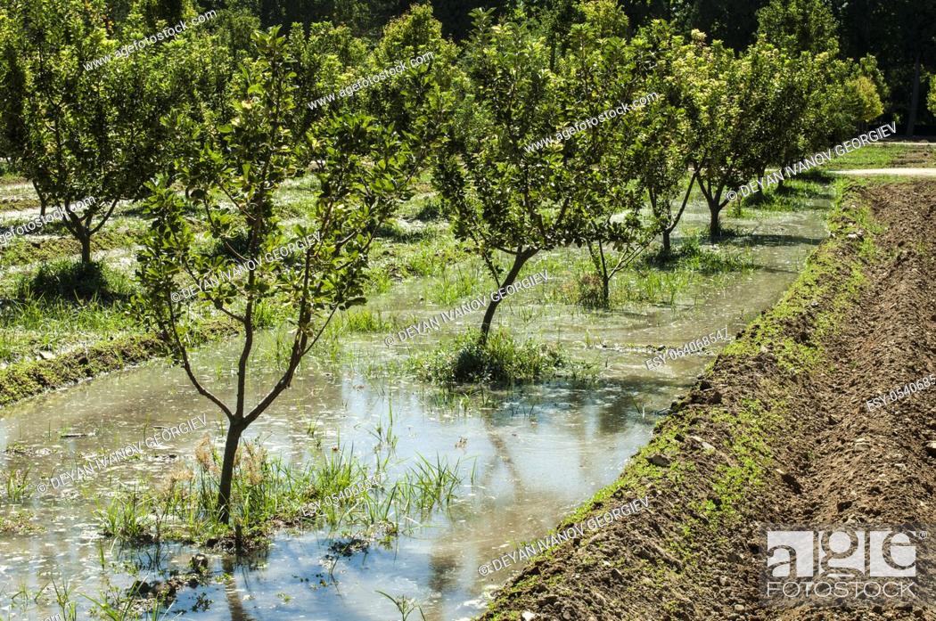 Imagen: Watering orchard. Water channels.
