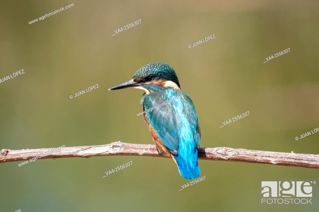 Stock Photo: Kingfisher Alcedo atthis, male. Flix, Tarragona province, Catalonia, Spain.