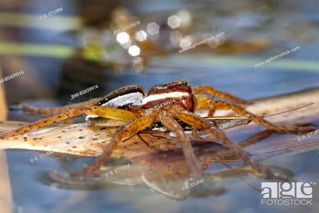 Stock Photo: fimbriate fishing spider (Dolomedes fimbriatus), has caught a pond skater, Germany, Bavaria, Niederbayern, Lower Bavaria.