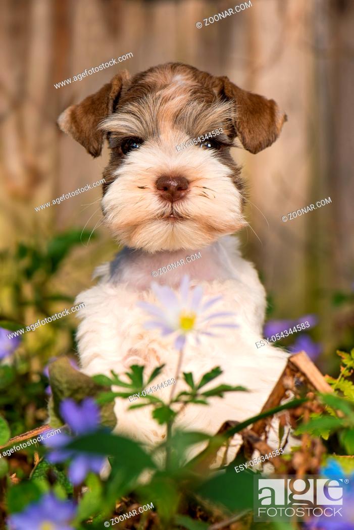 Stock Photo: Cute toy snauzer puppy in a spring flower meadow.