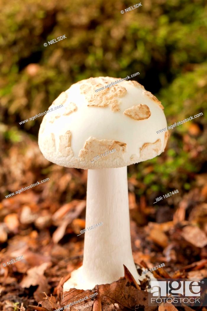 Stock Photo: False death cap or Citron amanita mushroom (Amanita citrina).