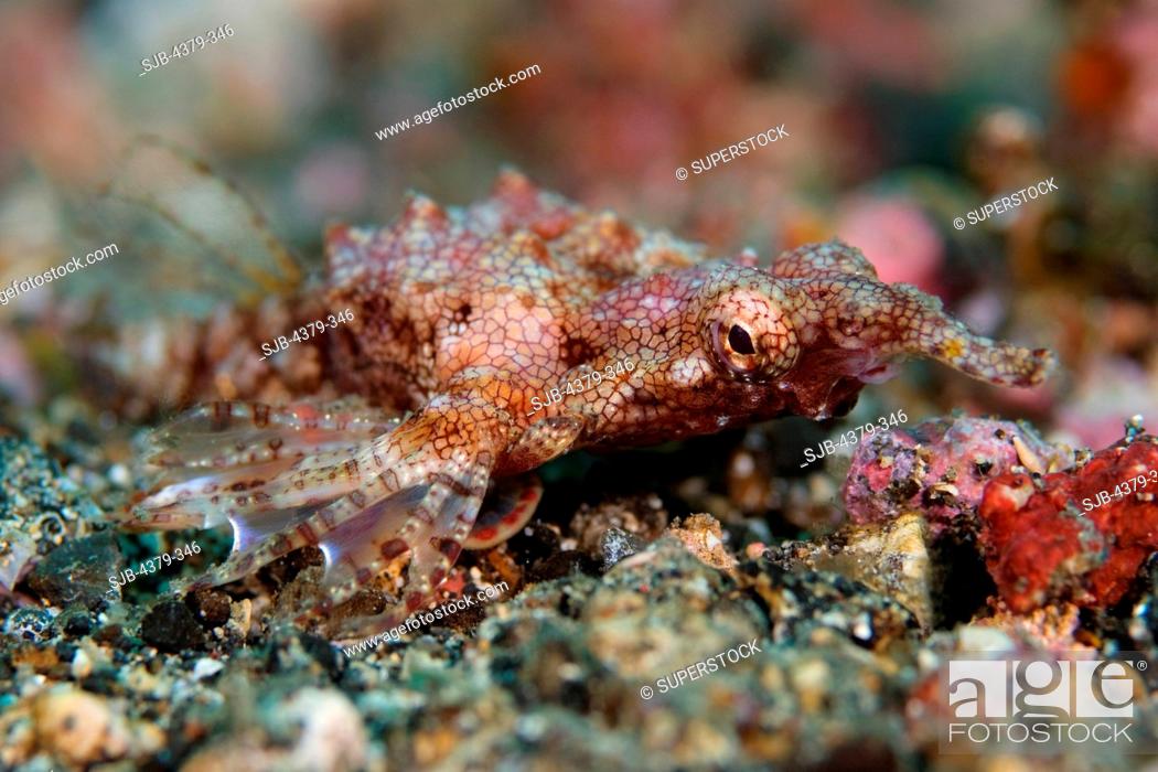 Stock Photo: Dragon Sea Moth.