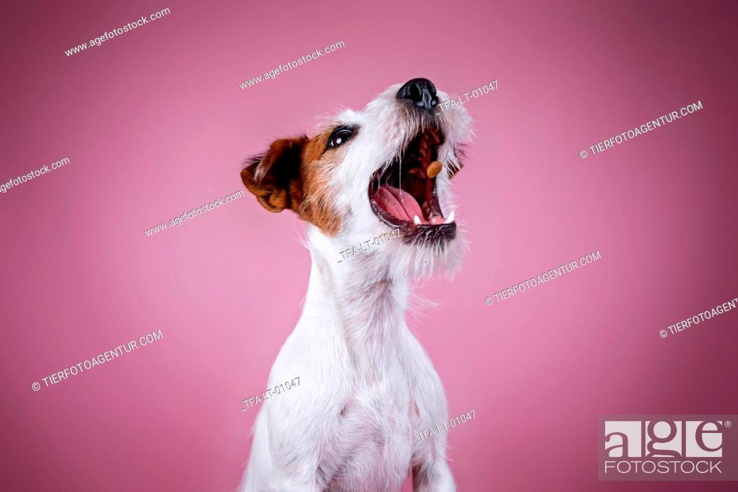 Photo de stock: Jack Russell Terrier portrait.