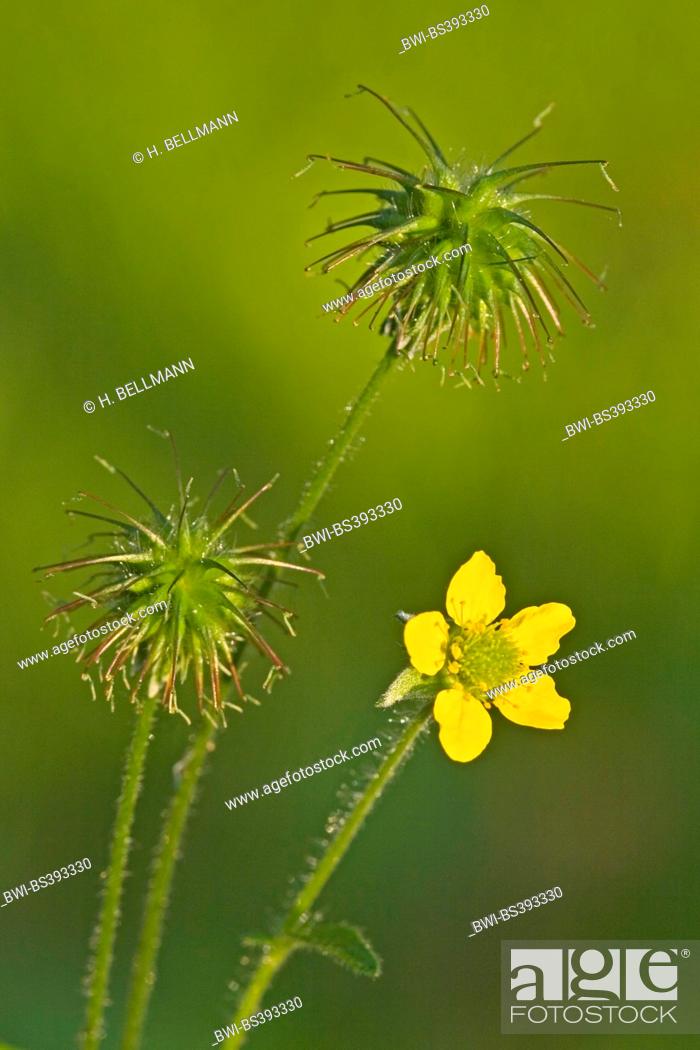 Common Avens Wood Avens Clover Root Geum Urbanum With Flowers And Fruits Germany Stock Photo Picture And Rights Managed Image Pic Bwi Bs393330 Agefotostock