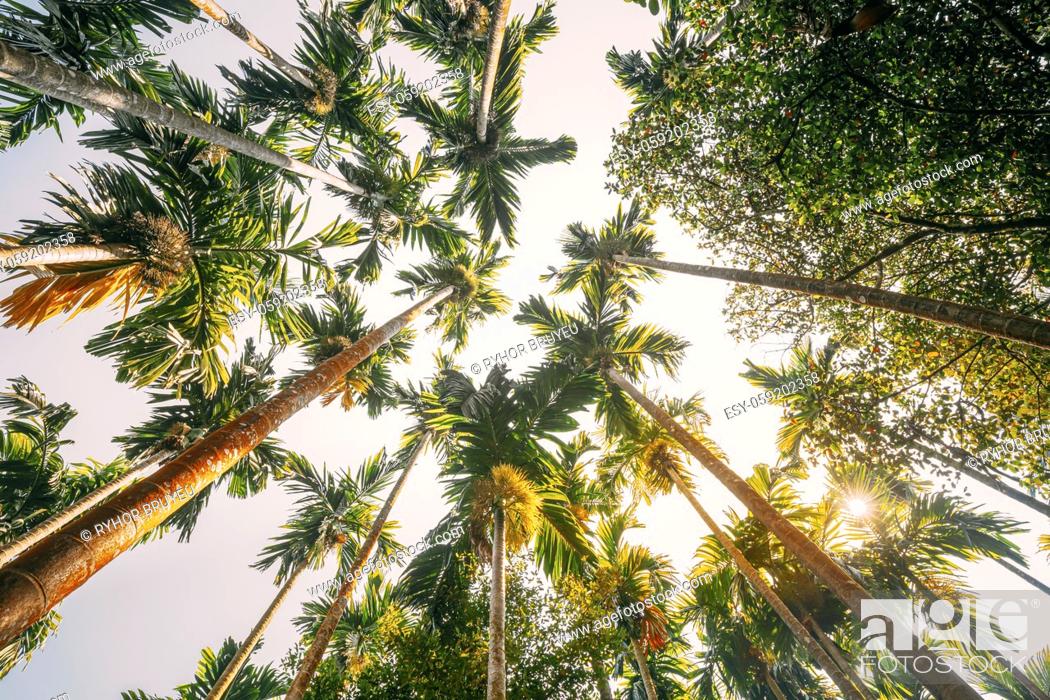 Stock Photo: Goa, India. Bottom View Of Sun Shine Through Tropical Green Vegetation And Palm Trees. Summer Sunny Day. Wide Angle.