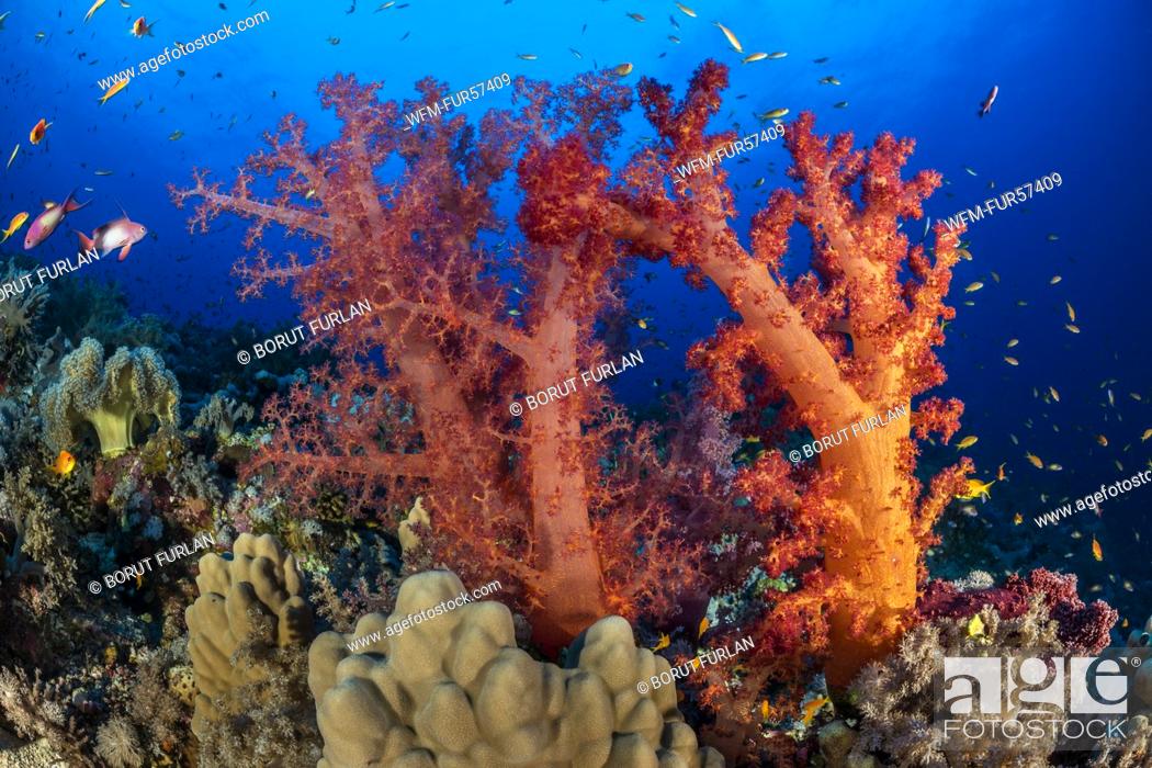 Stock Photo: Red Soft Coral, Dendronephthya sp., Elphinstone Reef, Red Sea, Egypt.