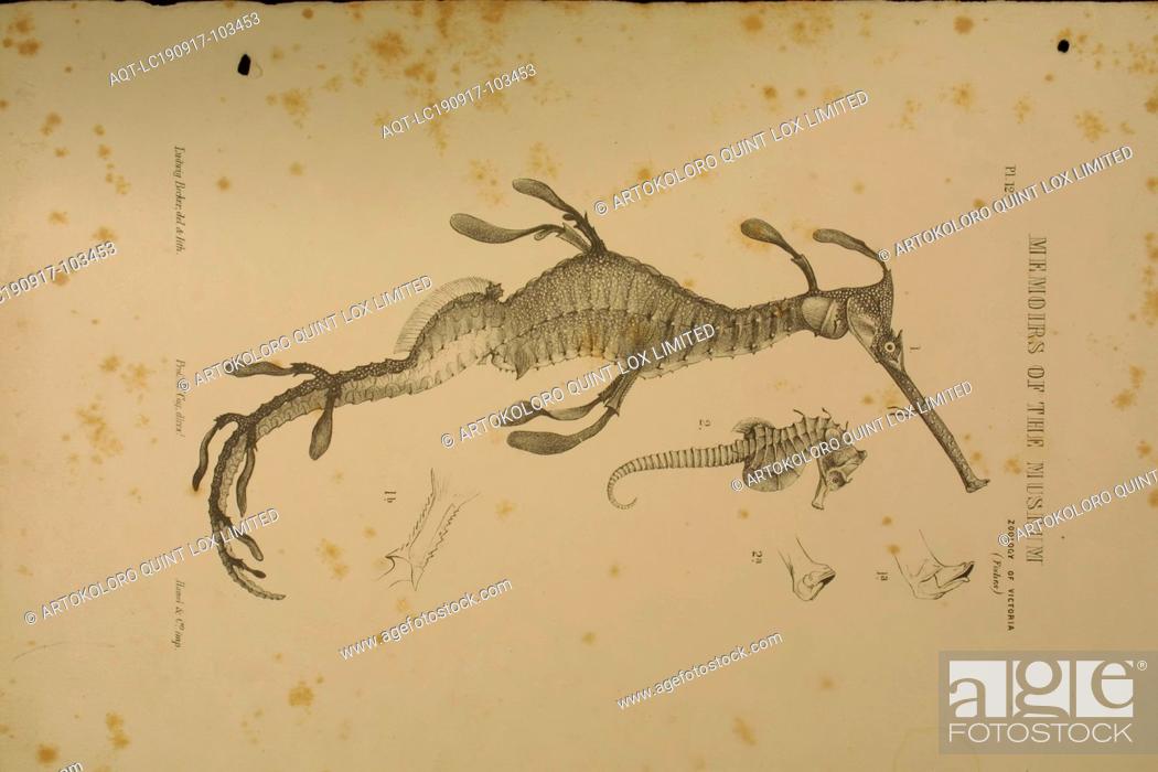 Stock Photo: Lithographic proof (single colour black) - Common Seadragon, Phyllopteryx taeniolatus, and Shorthead Seahorse, Hippocampus breviceps, Ludwig Becker.