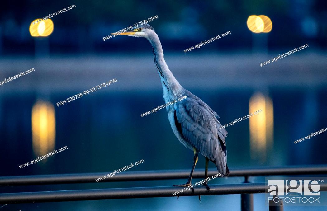 Stock Photo: 08 July 2023, Mecklenburg-Western Pomerania, Stralsund: A gray heron stands in the light of the rising sun on a jetty. In Mecklenburg-Western Pomerania.