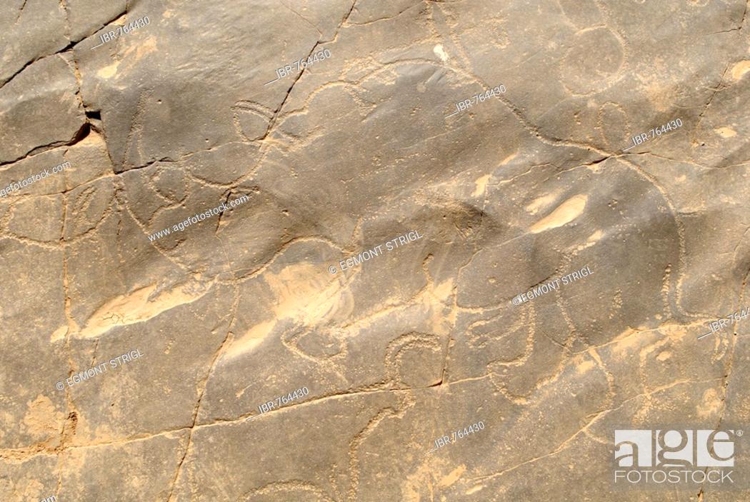 Stock Photo: Prehistoric rock carvings, rhinoceros, La Dalle, Tin Tarabine, Tassili du Hoggar, Wilaya Tamanrasset, Algeria, Sahara, North Africa.