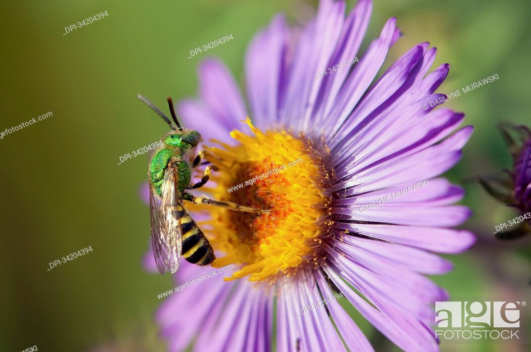 Stock Photo: A metallic sweat bee, Agapostemon virescens, visiting a swamp aster flower.; Arlington Reservoir, Arlington, Massachusetts.