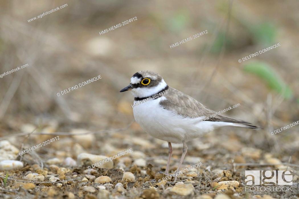 Stock Photo: France, Doubs, Brognard, bird, Little Ringed Plover (Charadrius dubius), nesting on an industrial platform during excavation of the ZAC Technoland 2 on the set.