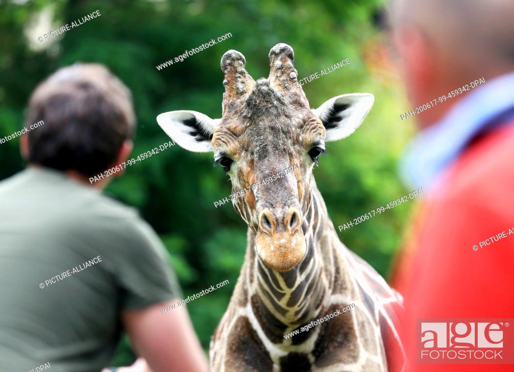Stock Photo: 17 June 2020, North Rhine-Westphalia, Duisburg: The approximately 20 year old giraffe bull Kiringo observes the few zoo visitors from his enclosure.