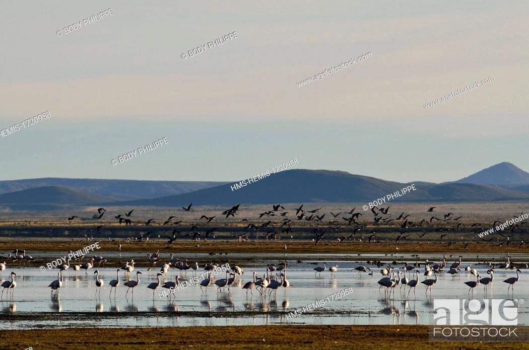 Stock Photo: Argentina, Province of Ju Juy, Natural reserve - Laguna de los Pozuelos, greater flamingo (Phoenicopterus roseus).