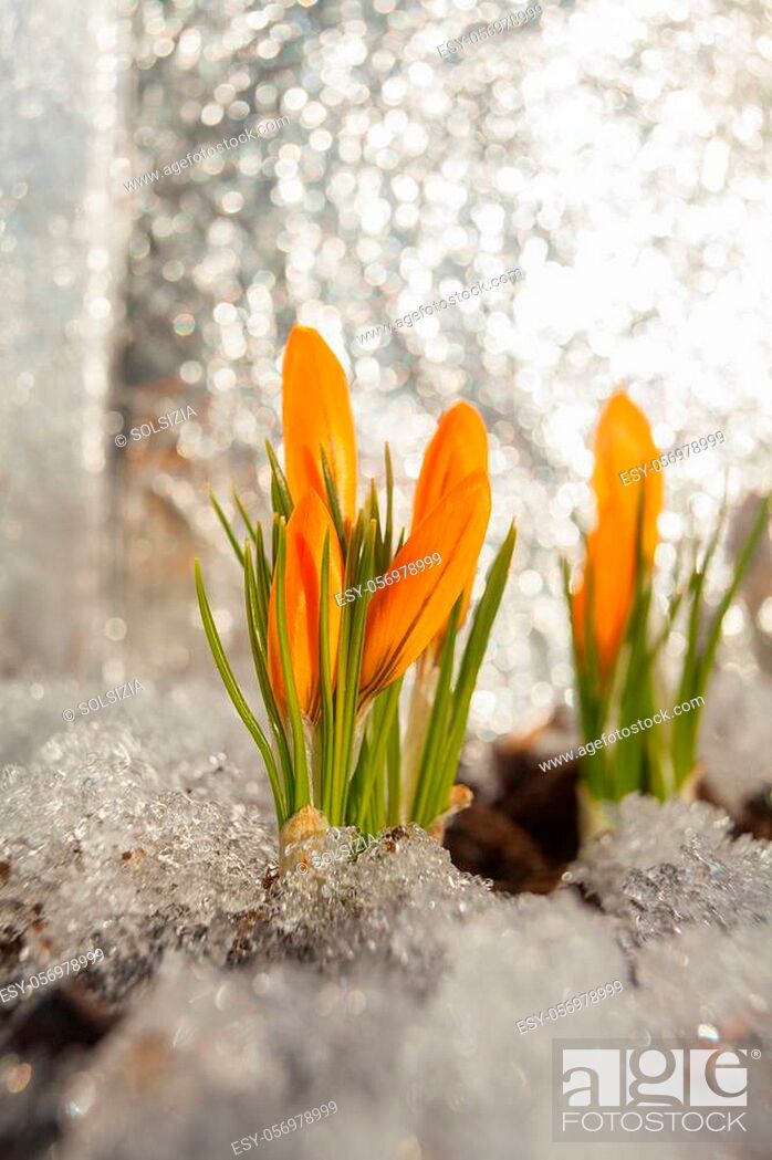 Stock Photo: beautiful spring crocus flower on the background image.