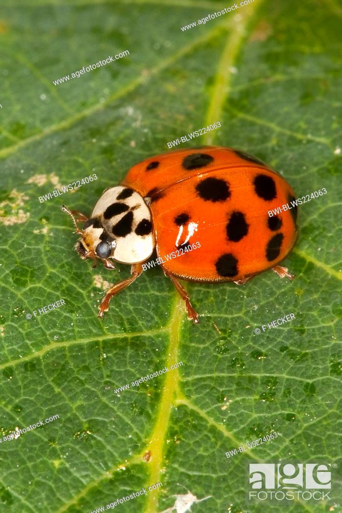 Stock Photo: multicoloured Asian beetle Harmonia axyridis, sitting on a leaf, Germany.