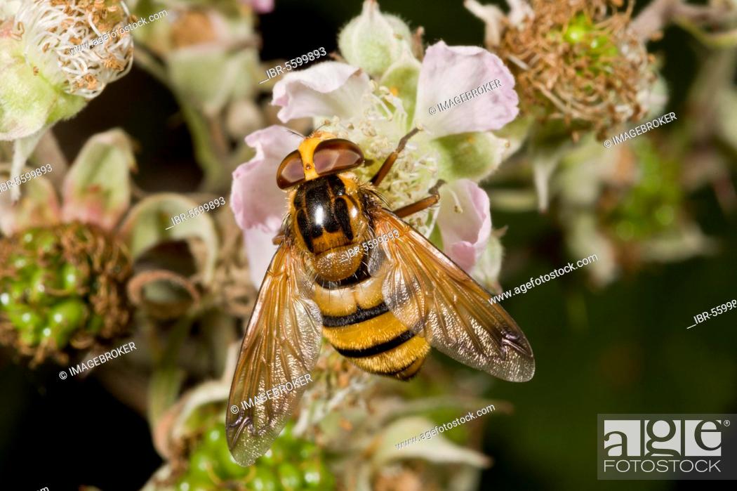 Stock Photo: Banded forest hoverfly, Yellow bumblebee hoverfly, Banded forest hoverflies (Syrphidae), Yellow bumblebee hoverflies, Other animal.