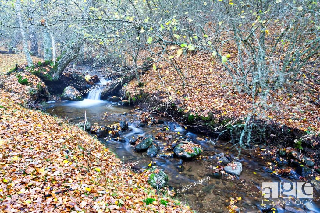 Stock Photo: Dehesa stream in the Sierra Cebollera. Somosierra. Madrid. Spain. Europe.