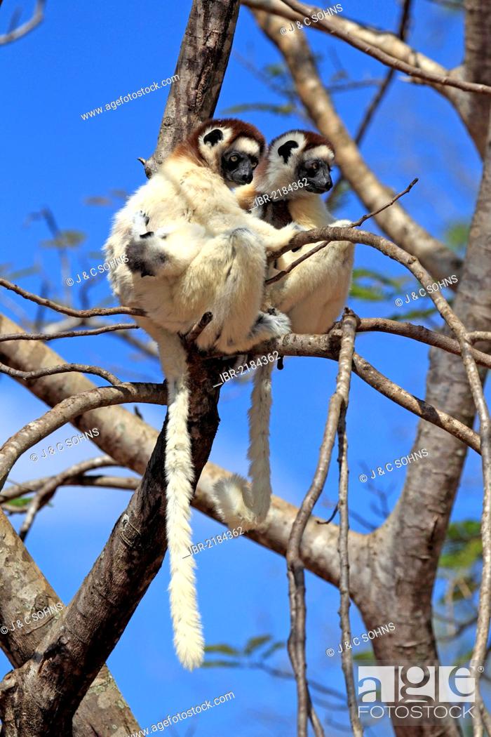 Stock Photo: Verreaux's Sifaka (Propithecus verreauxi), mother with young, Berenty Reserve, Madagascar, Africa.