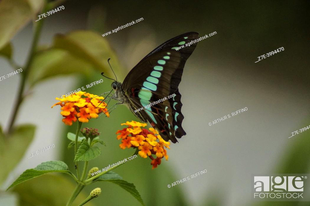 Photo de stock: Graphium sarpedon (common bluebottle/triangle butterfly) sipping nectar from lantana flower cluster (umbel), closed wings, macro. Chengdu, China.