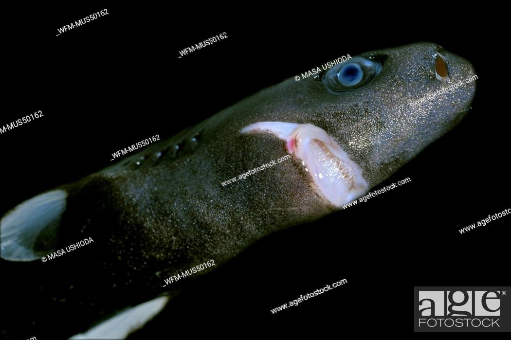 pygmy shark female the smallest shark species deep sea specimen,  Euprotomicrus bispinatus, Kona, Stock Photo, Picture And Rights Managed  Image. Pic. WFM-MUS50162 | agefotostock