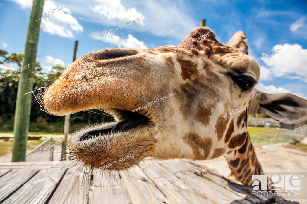 Stock Photo: Wide angle view of a giraffe in Lion Country Safari.