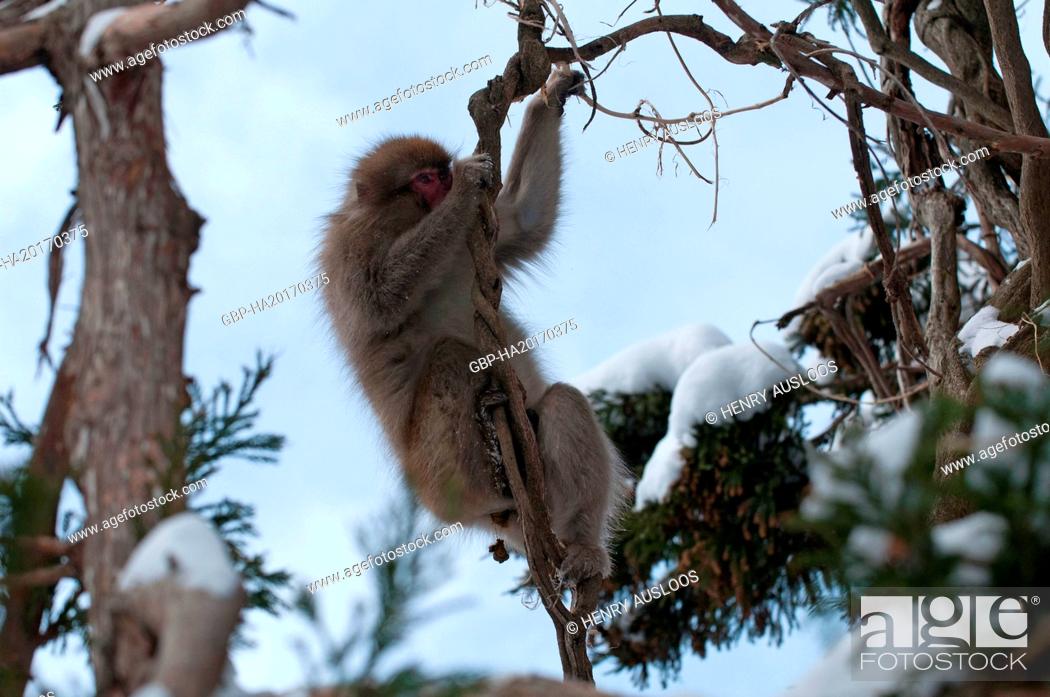 Stock Photo: Monkey-Japanese, Macaca fuscata (Macaque Japon) Japan.