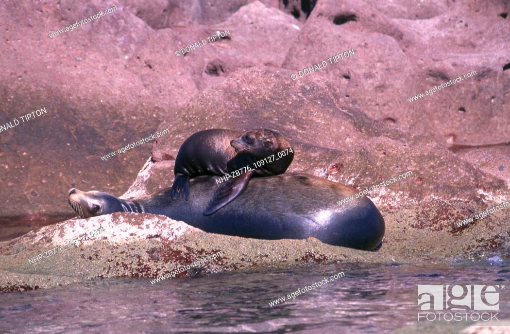 Stock Photo: Baby California Sealion resting on top of its mother. Las Animas, Sea Of Cortez, Mexico Date: 16/10/2003  Ref: ZB776-109127-0074  COMPULSORY CREDIT: Oceans.
