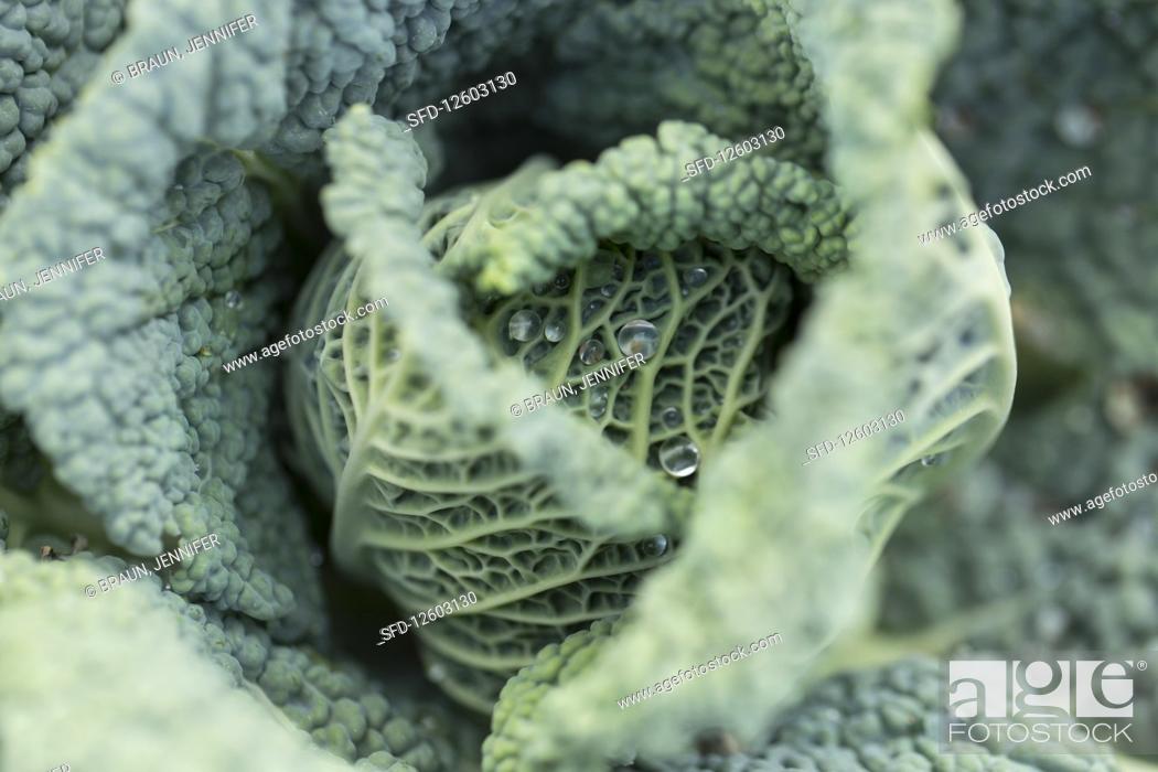 Stock Photo: Savoy cabbage in the field.
