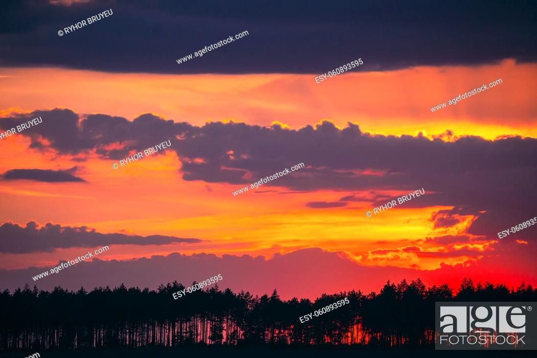 Stock Photo: Sunset Sunrise In Pine Forest. Sunny Coniferous Forest. Fir-Trees Woods In Landscape Under Bright Colorful Dramatic Sky And Dark Ground With Trees Silhouettes.