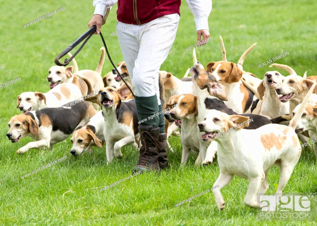 Beagle Hunting Dogs At Kildale Agricultural Show Kildale North