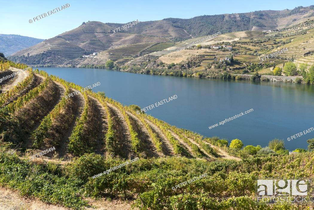 Stock Photo: Vinyards on the slopes above the River Douro between Casais Do Douro and Pinhao. In the Alto Douro wine region, Northern Portugal.