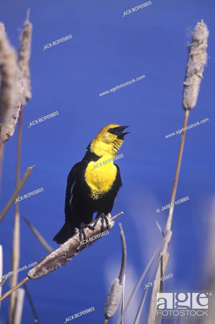 Stock Photo: A Yellow-headed blackbirds Xanthocephalus xanthocephalus defends its nest by singing atop a nearby bull rush  In the spring this call fills the air at many.
