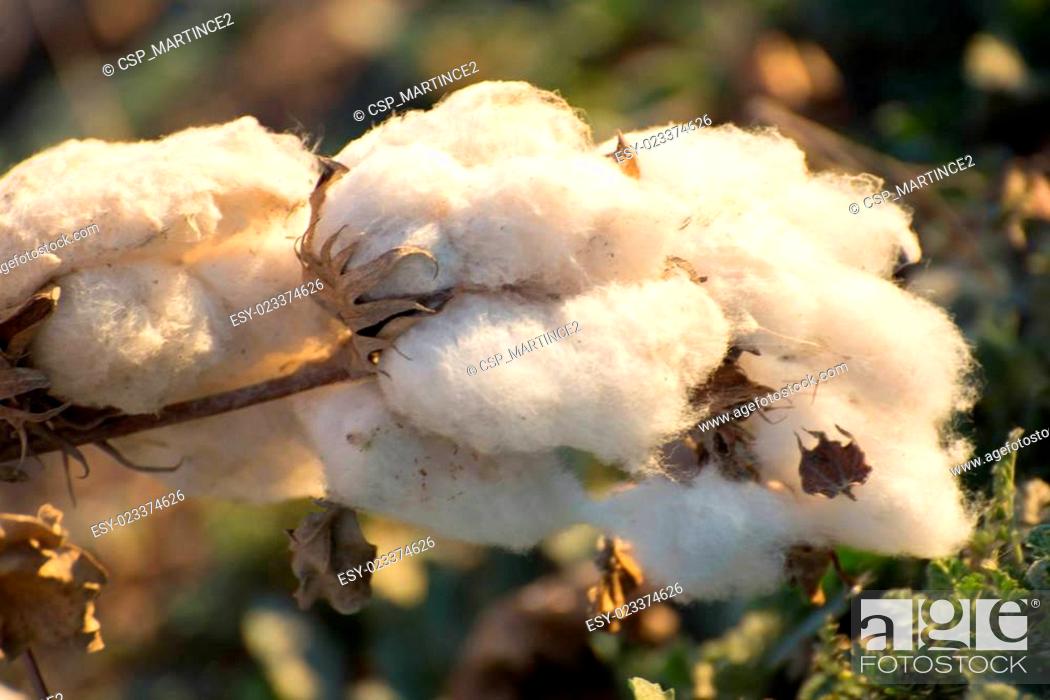 Stock Photo: natural cotton bolls ready for harvesting.