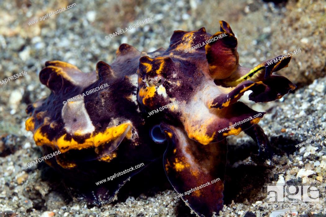 Stock Photo: Pfeffers Flamboyant Cuttlefish, Metasepia pfefferi, Ambon, Moluccas, Indonesia.