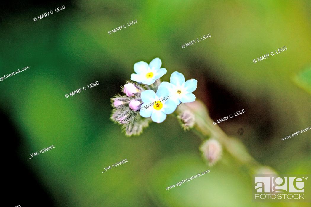 Stock Photo: Forget-me-not, Myosotis sylvatica small perennial plant with delicate baby blue flowers  Gardener's favorite  Annual  Mouse-ear  Woodland Forget-me-not  Small.