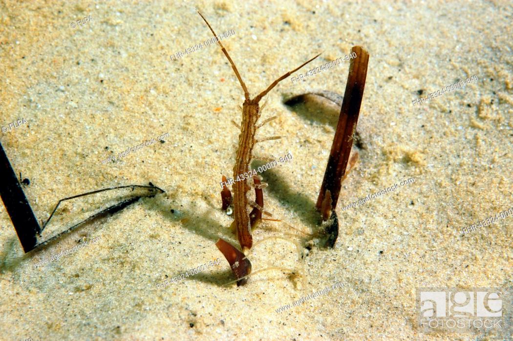 Stock Photo: Isopod (Idotea linearis) adult, amongst eelgrass on sandy seabed, Studland Bay, Isle of Purbeck, Dorset, England, September.