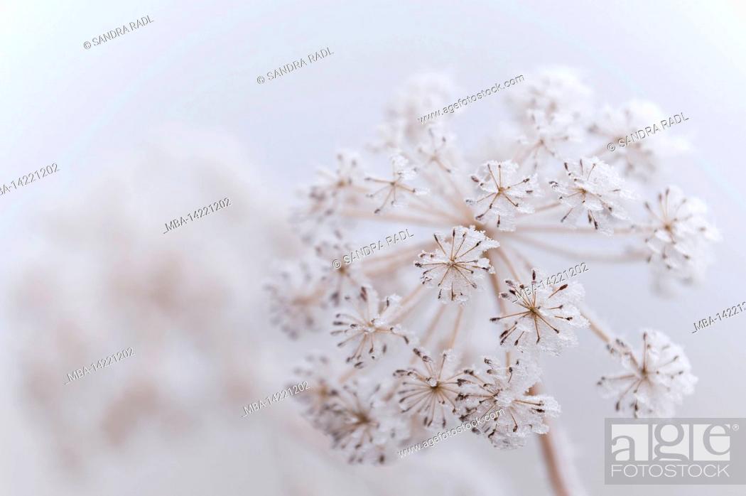 Stock Photo: Hoar frost covers a dried up umbel of fennel, Germany, Baden-Wuerttemberg.