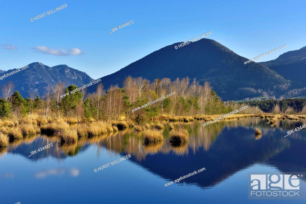 Stock Photo: Reflection in moor pond, Flyschberge, Wendelstein, Mangfall Mountains, near Raubling, Alpine foothills, Bavaria, Germany.