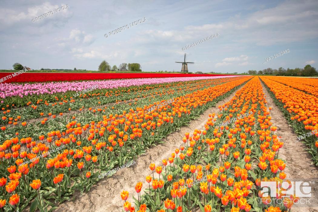Stock Photo: Multicolored tulip fields frame the windmill in spring Berkmeer Koggenland North Holland Netherlands Europe.
