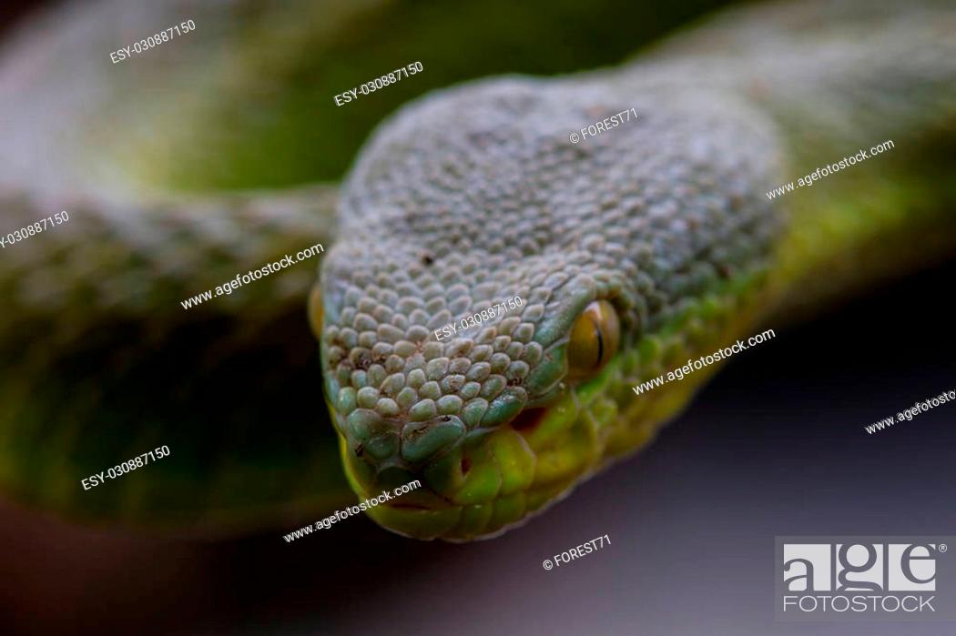 Stock Photo: Close up Yellow-lipped Green Pit Viper snake (Trimeresurus trigonocephalus) in nature from Thailand.