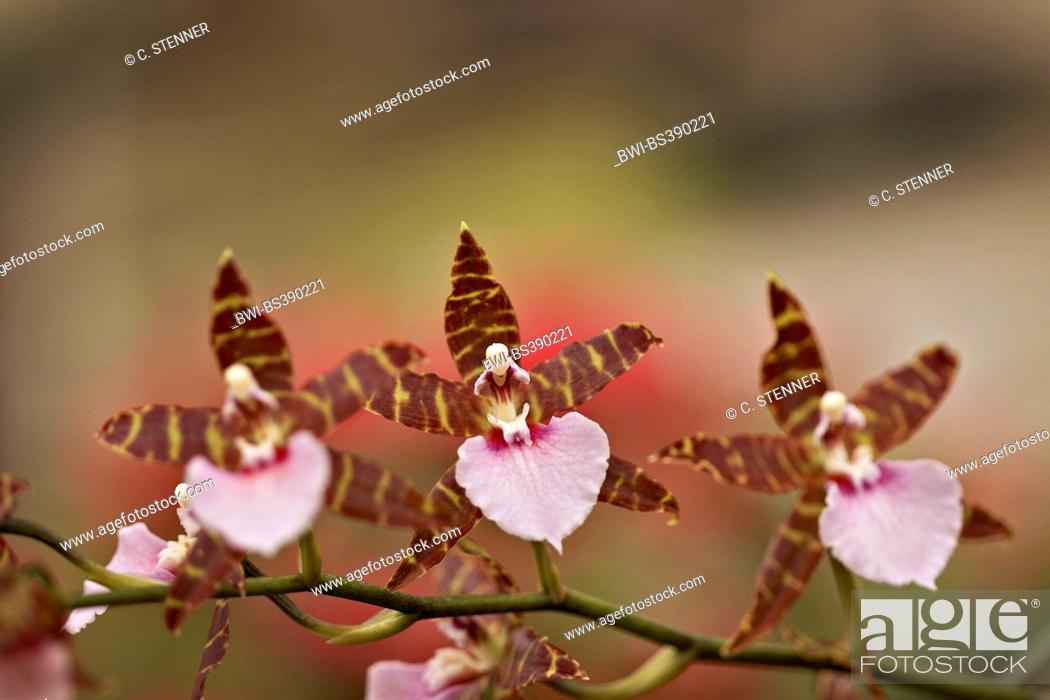 Stock Photo: Miltonia orchid (Miltonia spec.), inflorescence, Miltonia Bastian Widmer x Miltonia Bluntii var lubbersiana.