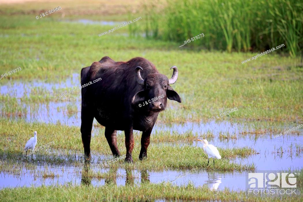 Imagen: Water Buffalo, (Bubalis bubalis), adult in water with Cattle Egret, (Bubulcus ibis), Bundala Nationalpark, Sri Lanka, Asia.