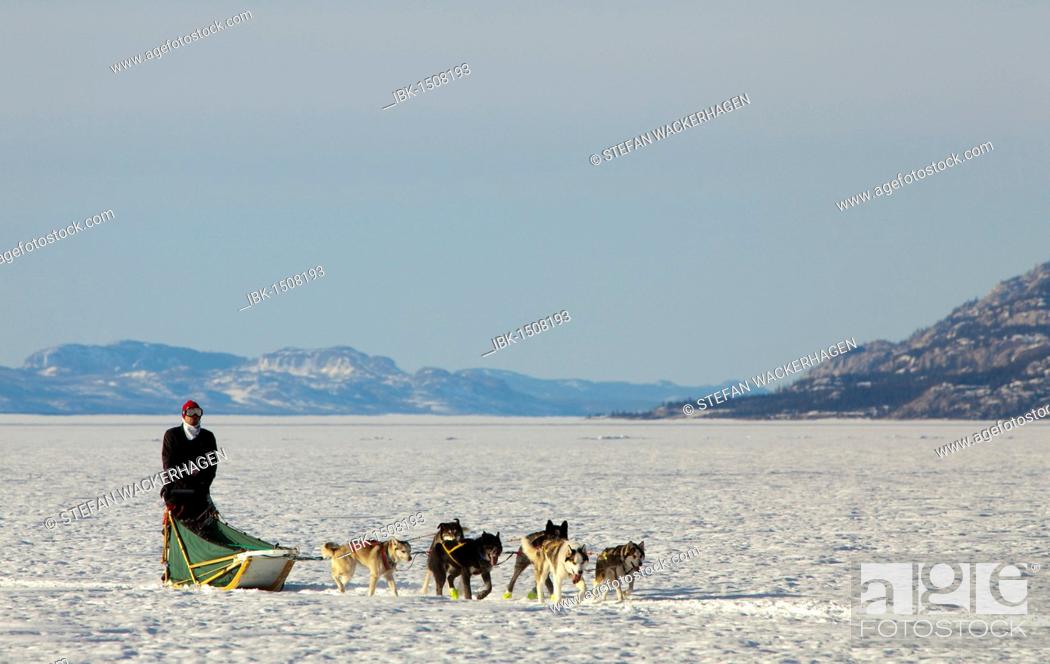 Stock Photo: Man, musher running, driving a dog sled, team of sled dogs, Alaskan Huskies, mountains behind, frozen Lake Laberge, Yukon Territory, Canada.