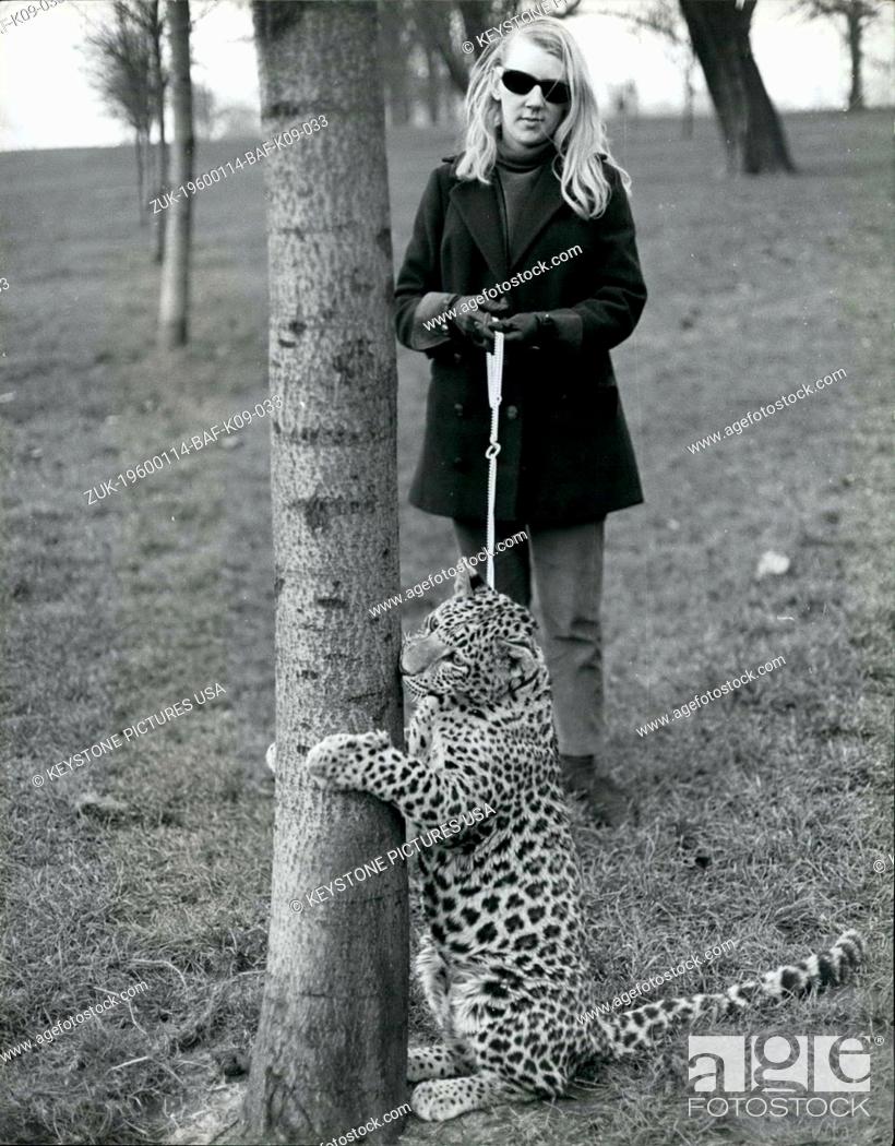 Stock Photo: 1968 - Angela takes her pet leopard, Michael, for his walk in Kensington Gardens. She bought Michael for ?200 in the Tyseley pet stores in Birmingham.