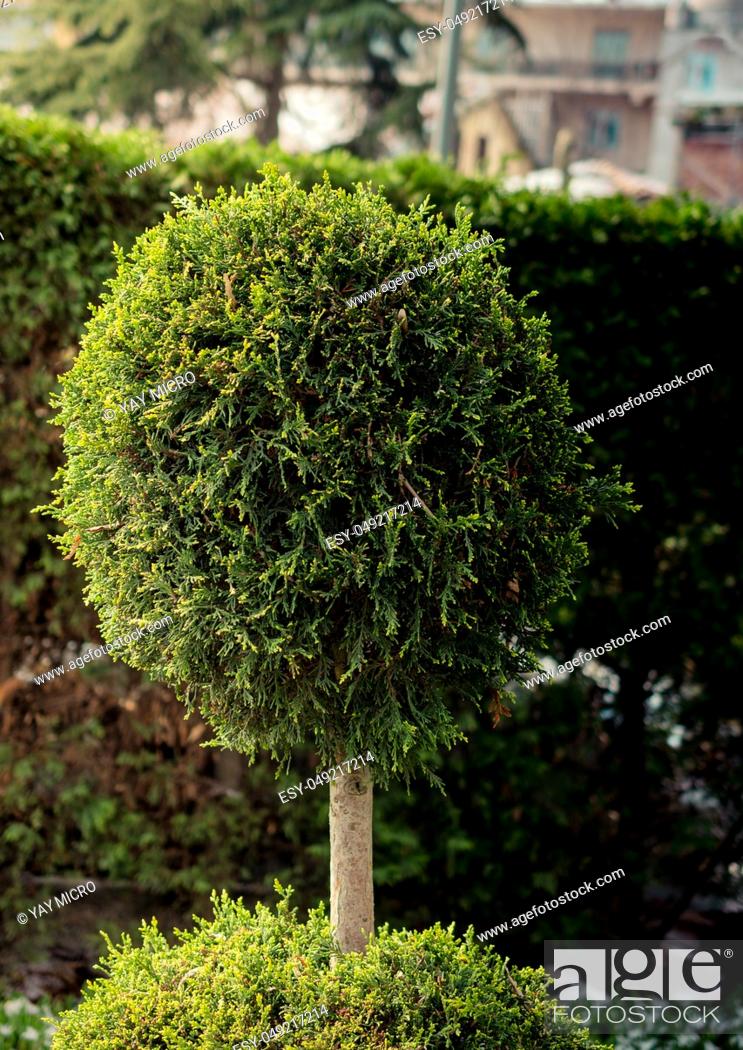 Stock Photo: Round green bush on a sunny day on display.