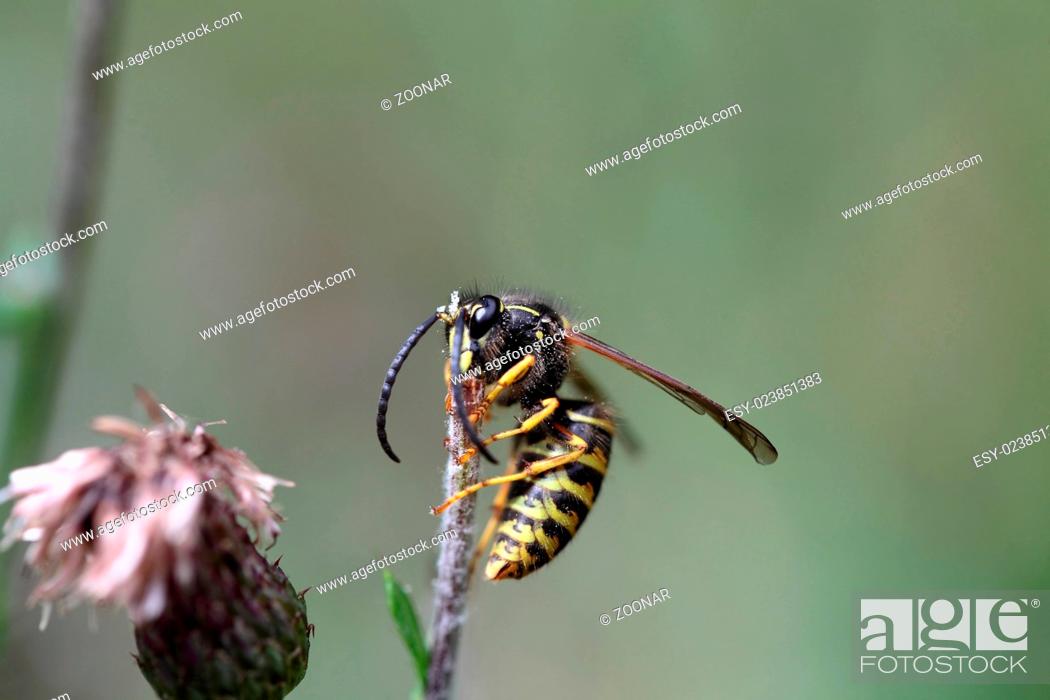 Stock Photo: Wasp.