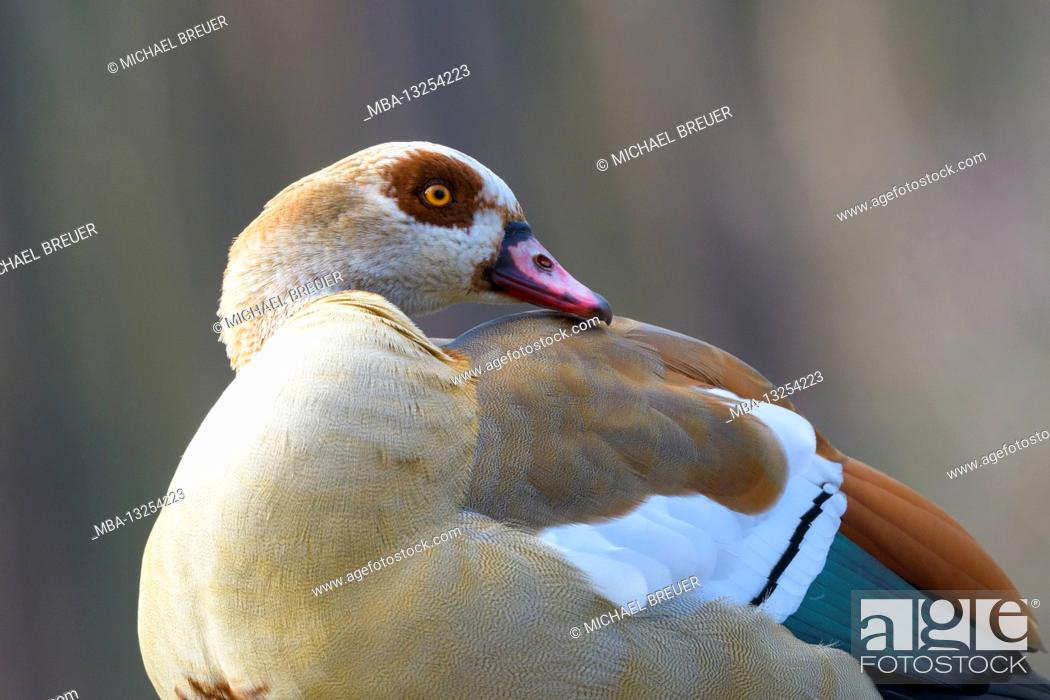 Stock Photo: Egyptian goose (Alopochen aegyptiacus), March, Hesse, Germany.
