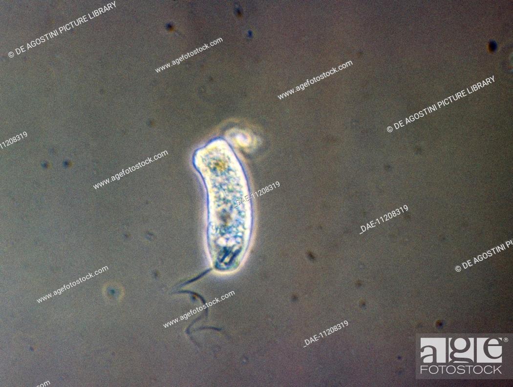 Stock Photo: Euglena unicellular alga viewed under a microscope, Euglenaceae.